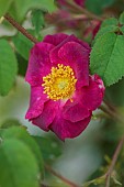 ASTHALL MANOR, OXFORDSHIRE: RED, PINK, YELLOW FLOWERS, BLOOMS OF GALLICA ROSE, ROSA VIOLACEA LA BELLE SULTANE, SCENTED, FRAGRANT