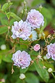ASTHALL MANOR, OXFORDSHIRE: PALE PINK FLOWERS, BLOOMS OF CLIMBING ROSE, ROSES, ROSA PAULS HIMALAYAN MUSK, SCENTED, FRAGRANT, CLIMBERS