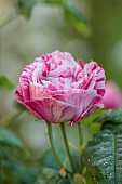 ASTHALL MANOR, OXFORDSHIRE: PALE PINK, WHITE, STRIPES, STRIPED FLOWERS, BLOOMS OF BUSH ROSE, ROSES, ROSA SCENTIMENTAL, SCENTED, FRAGRANT