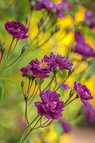 MORTON_HALL_GARDENS_WORCESTERSHIRE_PURPLE_BLOOMS_FLOWERS_OF_ROSES_ROSA_VIOLETTE_CLIMBERS_CLIMBING