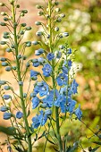 MORTON HALL GARDENS, WORCESTERSHIRE: PALE BLUE FLOWERS OF DELPHINIUM CUPID, SUMMER, BLOOMS, BLOOMING, FLOWERING, PERENNIALS