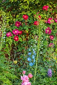 MORTON HALL GARDENS, WORCESTERSHIRE: KITCHEN GARDEN, POTAGER, RED FLOWERS, BLOOMS OF ROSES, ROSA JAMES MASON, DELPHINIUM CUPID, GALLICA ROSE, SUMMER, FLOWERING, BLOOMING