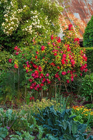 MORTON_HALL_GARDENS_WORCESTERSHIRE_KITCHEN_GARDEN_POTAGER_RED_FLOWERS_BLOOMS_OF_ROSES_ROSA_JAMES_MAS