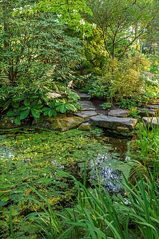 MORTON_HALL_GARDENS_WORCESTERSHIRE_STROLL_GARDEN_POOL_WATER_POND_STEPPING_STONES_RODGERSIA_WATER_HAW