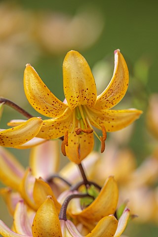 EVENLEY_WOOD_GARDEN_NORTHAMPTONSHIRE_PALE_YELLOW_CREAM_FLOWERS_OF_LILY_LILIUM_MRS_R_O_BACKHOUSE_JUNE