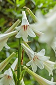 EVENLEY WOOD GARDEN, NORTHAMPTONSHIRE: CREAM, WHITE FLOWERS OF GIANT HIMALAYAN LILY, CARDIOCRINUM GIGANTEUM, JUNE, BULBS, LILIES