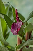 DARK RED FLOWERS OF ROSCOEA HARVINGTON IMPERIAL, FLOWERS, PETALS, RED, JULY