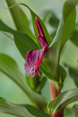 DARK_RED_FLOWERS_OF_ROSCOEA_HARVINGTON_IMPERIAL_FLOWERS_PETALS_RED_JULY