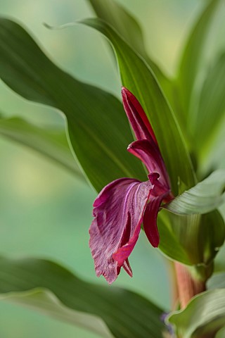 DARK_RED_FLOWERS_OF_ROSCOEA_HARVINGTON_IMPERIAL_FLOWERS_PETALS_RED_JULY