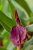 DARK RED FLOWERS OF ROSCOEA HARVINGTON IMPERIAL, FLOWERS, PETALS, RED, JULY
