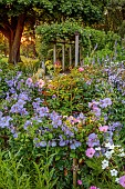 MORTON HALL GARDENS, WORCESTERSHIRE: BORDERS, JULY, SUMMER, COUNTRY, GARDEN, CLEMATIS VITICELLA EMILIA PLATER, DAWN, SUNRISE