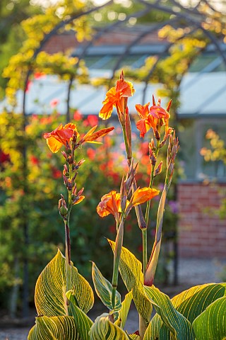MORTON_HALL_GARDENS_WORCESTERSHIRE_JULY_KICHEN_GARDENS_POTAGER_VEGETABLE_CONTAINER_CANNA_TROPICANA_G