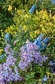 MORTON HALL GARDENS, WORCESTERSHIRE: BORDERS, JULY, SUMMER, COUNTRY, GARDEN, CLEMATIS PRINCE CHARLES, BLUE DELPHINIUMS