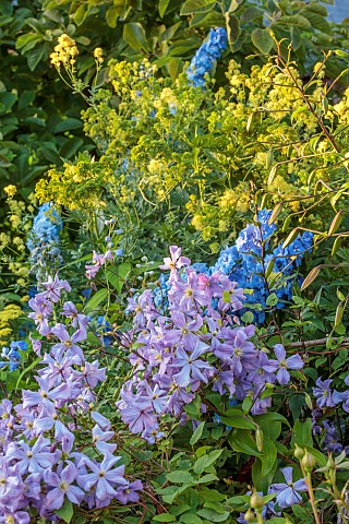 MORTON_HALL_GARDENS_WORCESTERSHIRE_BORDERS_JULY_SUMMER_COUNTRY_GARDEN_CLEMATIS_PRINCE_CHARLES_BLUE_D