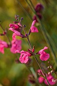 MORTON HALL, WORCESTERSHIRE: CLOSE UP PLANT PORTRAIT OF PINK FLOWERS OF SALVIA PENNYS SMILE, SAGE, PERENNIALS, JULY, SUMMER, SCENTED, SCENT, FRAGRANT