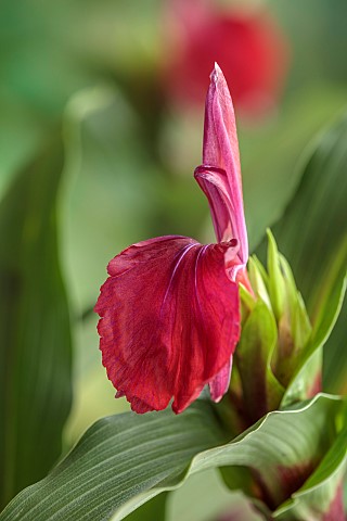 RED_FLOWER_OF_ROSCOEA_HARVINGTON_IMPERIAL_BLOOMS_BLOOMING_PERENNIALS_JULY