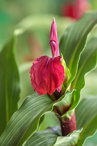 RED_FLOWER_OF_ROSCOEA_HARVINGTON_IMPERIAL_BLOOMS_BLOOMING_PERENNIALS_JULY