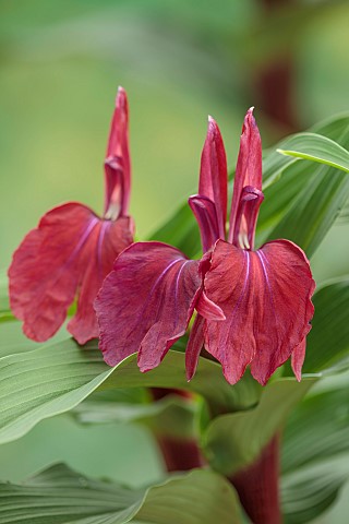 DARK_RED_FLOWER_OF_ROSCOEA_HARVINGTON_MARY_BLOOMS_BLOOMING_PERENNIALS_JULY