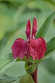 DARK RED FLOWER OF ROSCOEA HARVINGTON MARY, BLOOMS, BLOOMING, PERENNIALS, JULY
