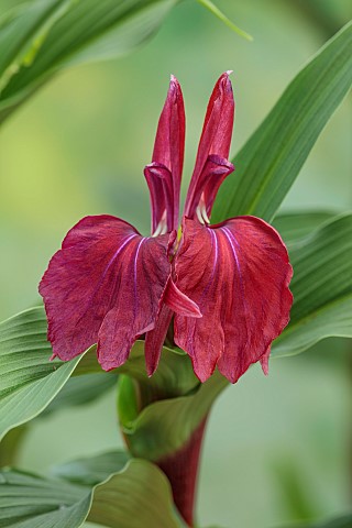 DARK_RED_FLOWER_OF_ROSCOEA_HARVINGTON_MARY_BLOOMS_BLOOMING_PERENNIALS_JULY