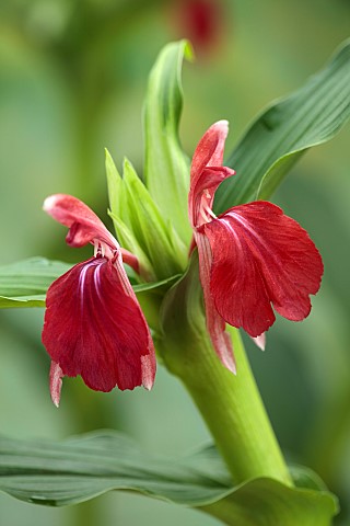 DARK_RED_FLOWER_OF_ROSCOEA_HARVINGTON_BETHANY_BLOOMS_BLOOMING_PERENNIALS_JULY