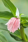 PINK, WHITE, CREAM FLOWER OF ROSCOEA HARVINGTON ROSE, BLOOMS, BLOOMING, PERENNIALS, JULY