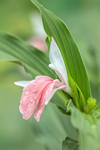PINK_WHITE_CREAM_FLOWER_OF_ROSCOEA_HARVINGTON_ROSE_BLOOMS_BLOOMING_PERENNIALS_JULY
