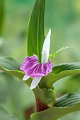PURPLE, WHITE, CREAM FLOWER OF ROSCOEA HARVINGTON PIPPA, BLOOMS, BLOOMING, PERENNIALS, JULY