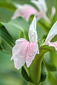 PINK, WHITE, CREAM FLOWER OF ROSCOEA HARVINGTON POLLY, BLOOMS, BLOOMING, PERENNIALS, JULY