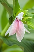 PINK, WHITE, CREAM FLOWER OF ROSCOEA HARVINGTON POLLY, BLOOMS, BLOOMING, PERENNIALS, JULY