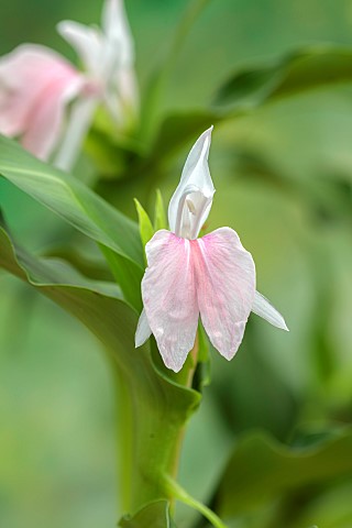 PINK_WHITE_CREAM_FLOWER_OF_ROSCOEA_HARVINGTON_POLLY_BLOOMS_BLOOMING_PERENNIALS_JULY