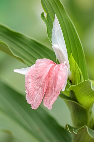 PINK_WHITE_CREAM_FLOWER_OF_ROSCOEA_HARVINGTON_ROSE_BLOOMS_BLOOMING_PERENNIALS_JULY