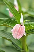 PINK, WHITE, CREAM FLOWER OF ROSCOEA HARVINGTON ROSE, BLOOMS, BLOOMING, PERENNIALS, JULY