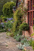 STOCKCROSS HOUSE, BERKSHIRE: BORDER BESIDE THE HOUSE, AGAPANTHUS IN CONTAINERS, ITEA ILICIFOLIA, CLIPPED BAY