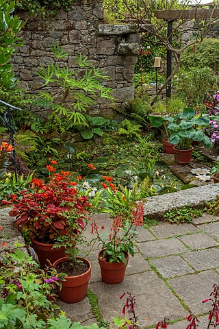 PATTHANA_GARDEN_IRELAND_COURTYARD_TERRACOTTA_CONTAINERS_POTS_PATIO_PHYGELIUS_POND_POOL_WATER_FATSIA_