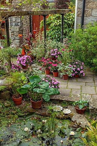 PATTHANA_GARDEN_IRELAND_COURTYARD_TERRACOTTA_CONTAINERS_POTS_PATIO_POOL_POND_WATER_HOSTAS_IN_CONTAIN