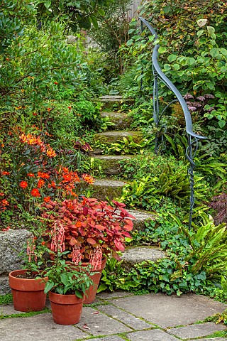 PATTHANA_GARDEN_IRELAND_STONE_STEPS_SEPTEMBER_FERNS_TERRACOTTA_CONTAINERS_PHYGELIUS_AFRICAN_QUEEN_FO