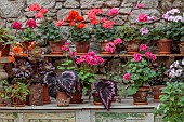 PATTHANA GARDEN, IRELAND: POTTING SHED, OUTBUILDING, GERANIUMS IN TERRACOTTA CONTAINERS, BEGONIA REX