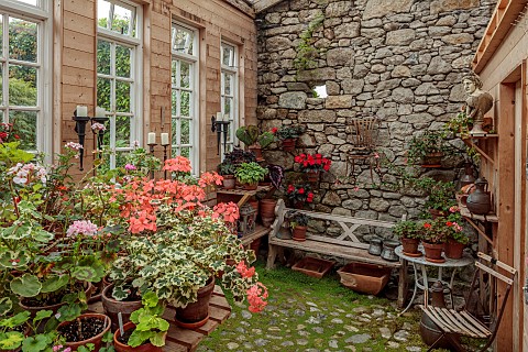 PATTHANA_GARDEN_IRELAND_POTTING_SHED_OUTBUILDING_GERANIUMS_IN_TERRACOTTA_CONTAINERS_WOODEN_BENCH_SEA