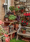PATTHANA GARDEN, IRELAND: POTTING SHED, OUTBUILDING, GERANIUMS IN TERRACOTTA CONTAINERS, WOODEN BENCH, SEAT, BEGONIA REX