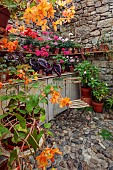 PATTHANA GARDEN, IRELAND: POTTING SHED, OUTBUILDING, GERANIUMS IN TERRACOTTA CONTAINERS, SEAT, BEGONIA REX, BEGONIA SUTHERLANDII