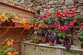 PATTHANA GARDEN, IRELAND: POTTING SHED, OUTBUILDING, GERANIUMS IN TERRACOTTA CONTAINERS, BEGONIA REX, BEGONIA SUTHERLANDII