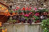 PATTHANA GARDEN, IRELAND: POTTING SHED, OUTBUILDING, GERANIUMS IN TERRACOTTA CONTAINERS, BEGONIA REX, BEGONIA SUTHERLANDII