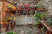 PATTHANA GARDEN, IRELAND: POTTING SHED, OUTBUILDING, GERANIUMS IN TERRACOTTA CONTAINERS, SEAT, BEGONIA REX, BEGONIA SUTHERLANDII