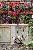 PATTHANA GARDEN, IRELAND: POTTING SHED, OUTBUILDING, GERANIUMS IN TERRACOTTA CONTAINERS, SEAT, BEGONIA REX