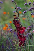 PATTHANA GARDEN, IRELAND: DARK PURPLE FLOWERS OF GLADILOUS ESPRESSO, TENDER, PERENNIALS, SUMMER