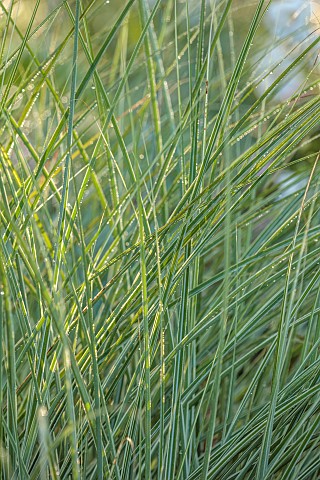 STOCKCROSS_HOUSE_BERKSHIRE_VARIEGATED_LEAVES_FOLIAGE_OF_GRASSES_MISCANTHUS_MORNING_LIGHT_PERENNIALS_