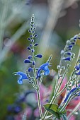 STOCKCROSS HOUSE, BERKSHIRE: BLUE FLOWERS OF SAGE, SALVIA SAGITTATA X BLUE BUTTERFLIES, PERENNIALS
