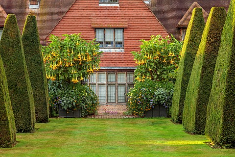 EAST_RUSTON_OLD_VICARAGE_GARDEN_NORFOLK_THE_KINGS_WALK_AUGUST_YEW_OBELISKS_BRUGMANSIA_IN_CONTAINERS_