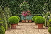 EAST RUSTON OLD VICARAGE GARDEN, NORFOLK: THE DUTCH GARDEN, GRAVEL, AUGUST, CLIPPED BOX, CONTAINERS BY HEDGE, HEDGES